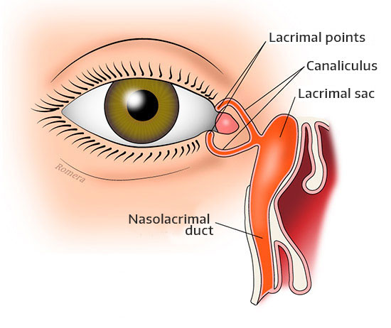 Diagram of the tear ducts