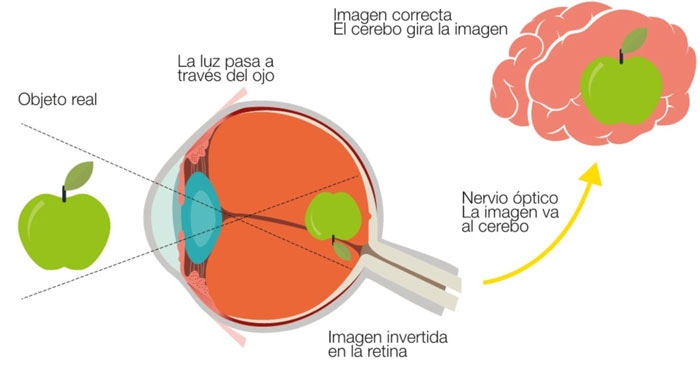 Esquema: el ojo y la visión