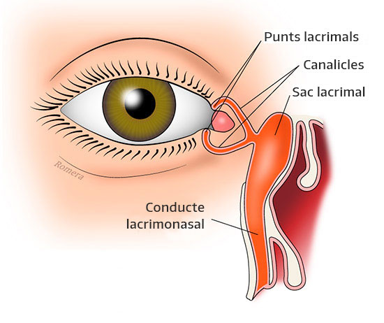 Esquema vies lacrimals