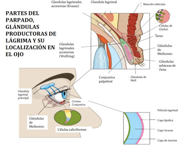 partes del párpado, glándulas productoras de lágrima