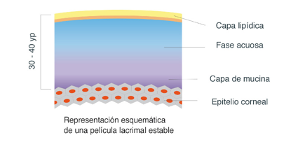 Esquema de una película lacrimal estable