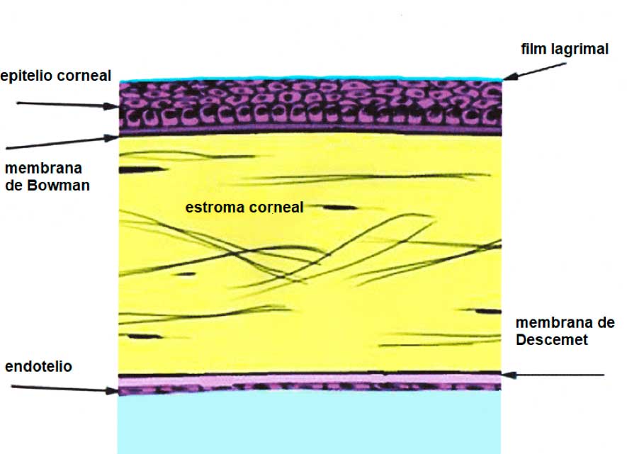 Esquema de partes de la córnea